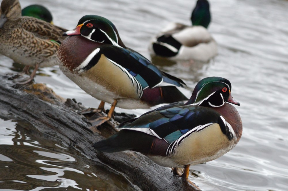 Wood Ducks