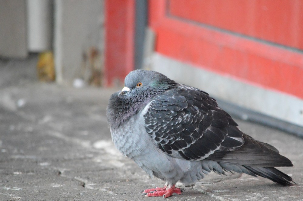 Rock Pigeon