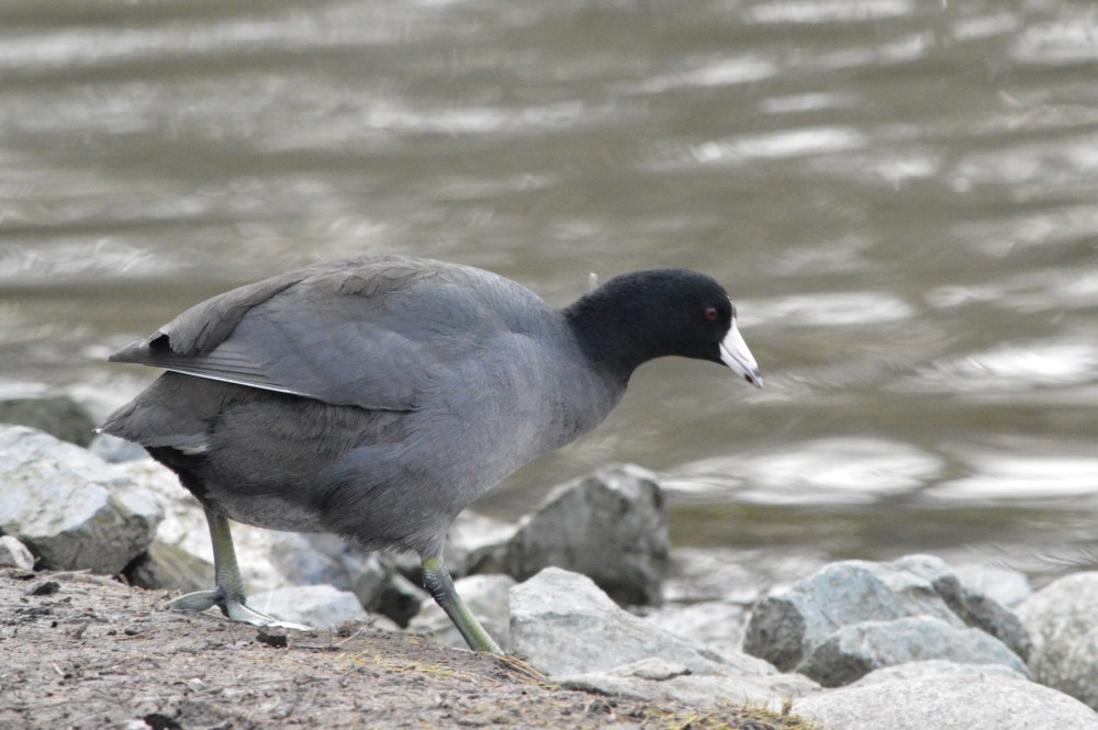American Coot