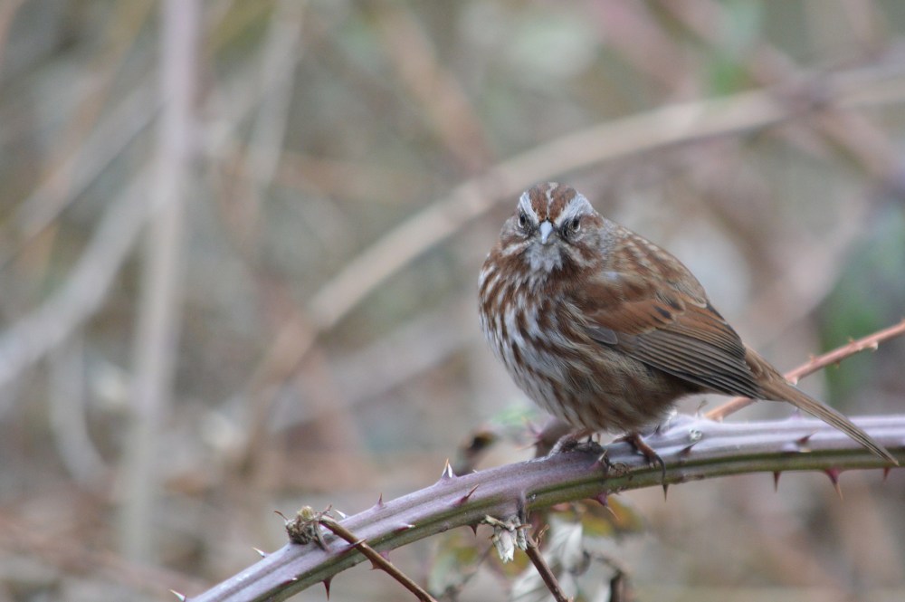 Song Sparrow