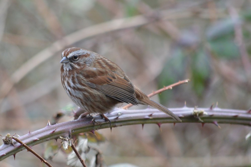 Song Sparrow