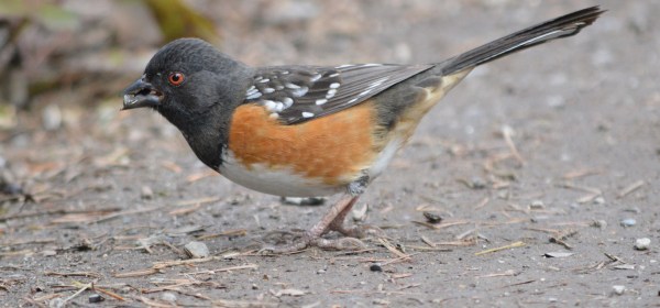 Spotted Towhee