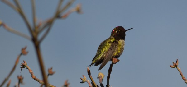 Anna's Hummingbird