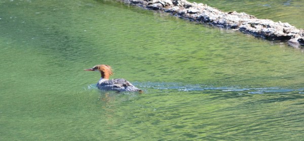 Common Merganser