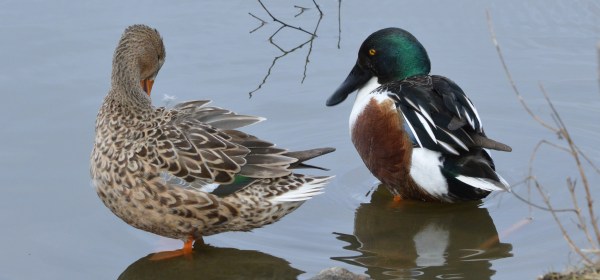 Northern Shovelers