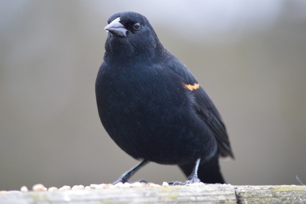 Red-winged Blackbird 
