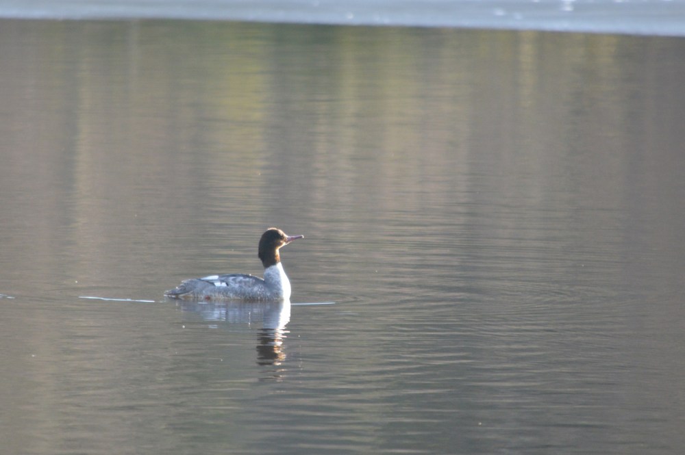 Common Merganser 