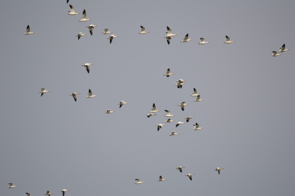 Snow Geese 