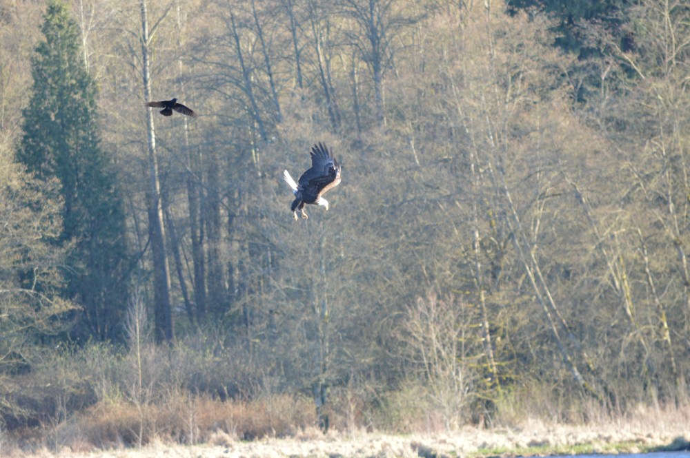 Bald Eagle and crow