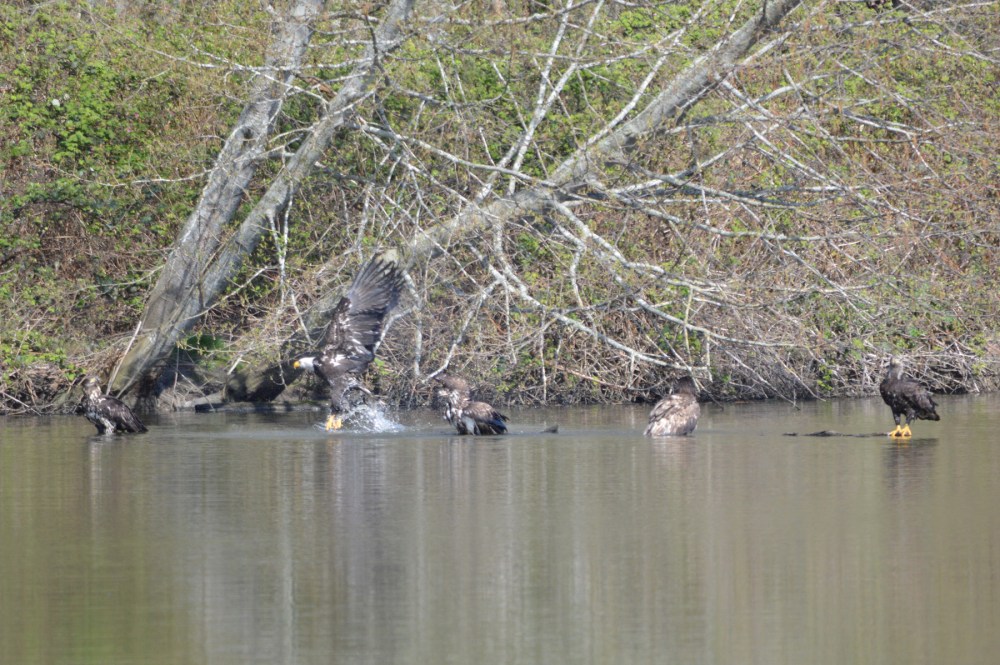 Bald Eagles