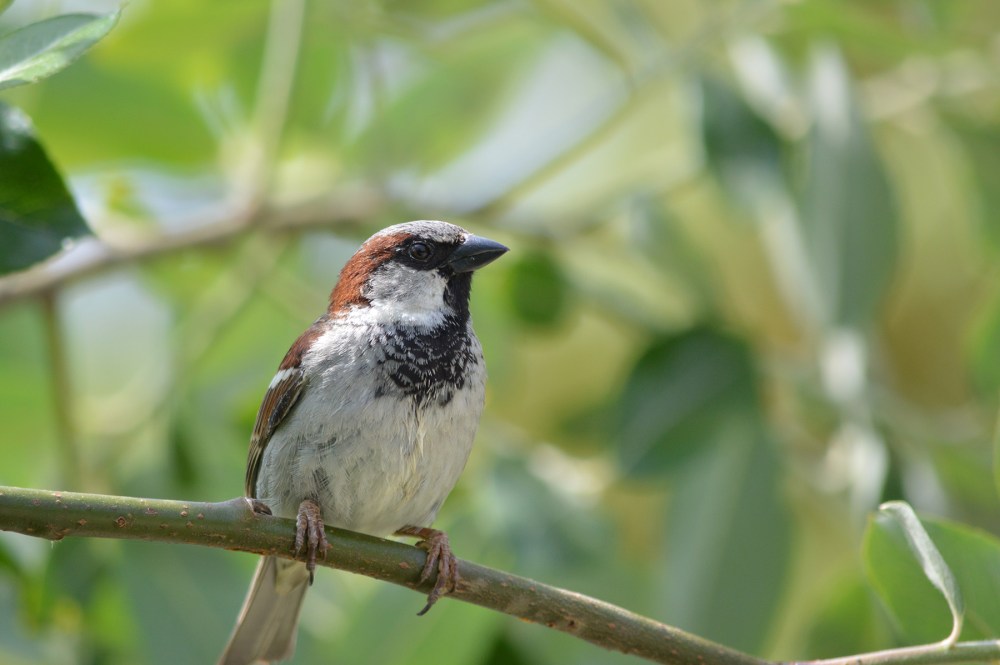 House Sparrow