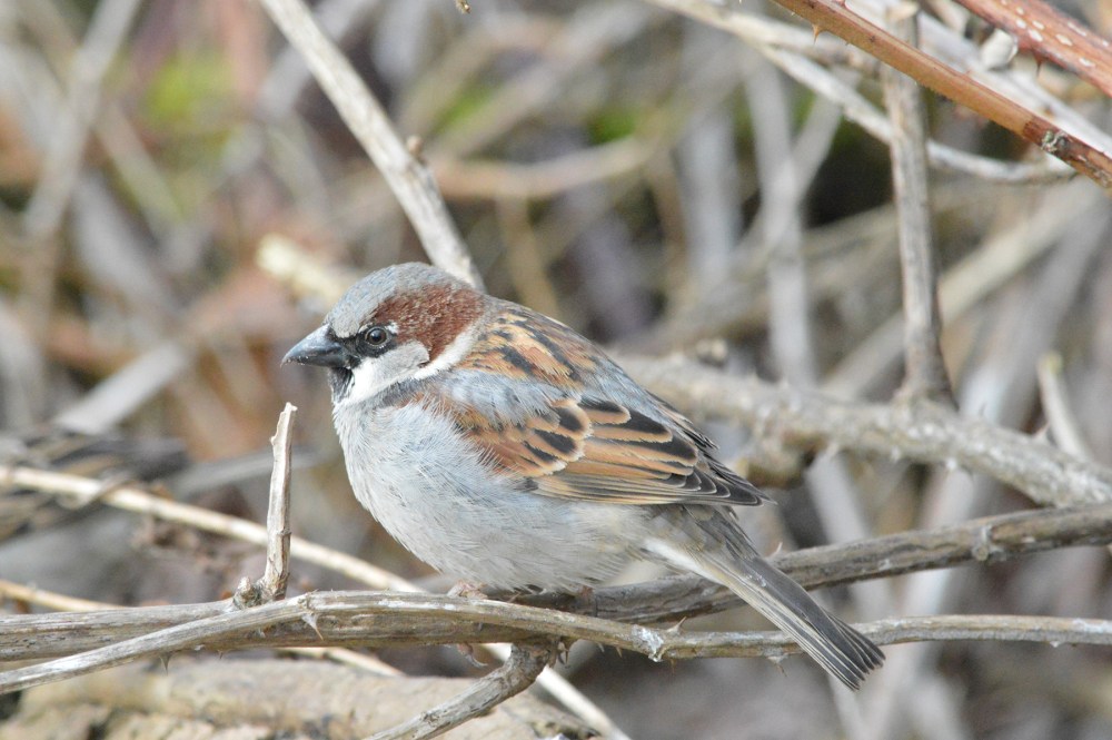 House Sparrow