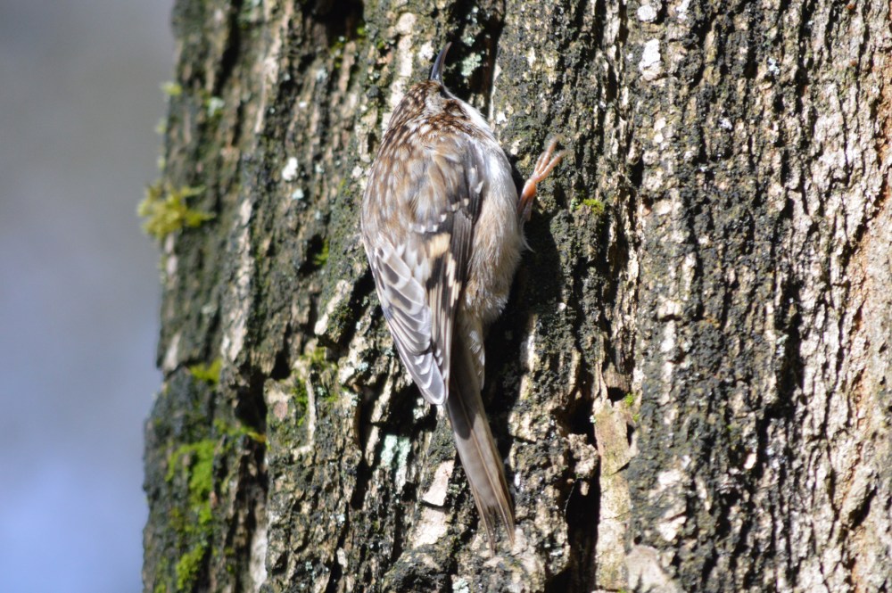 WP 201703 deerlake brown creeper 2