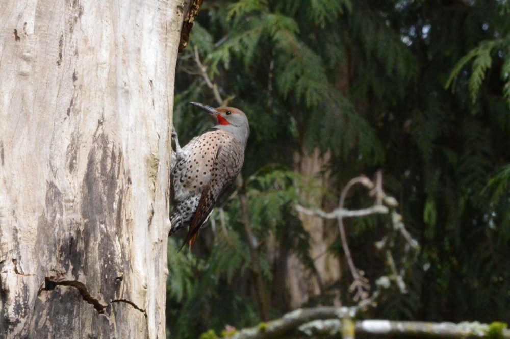 Northern Flicker