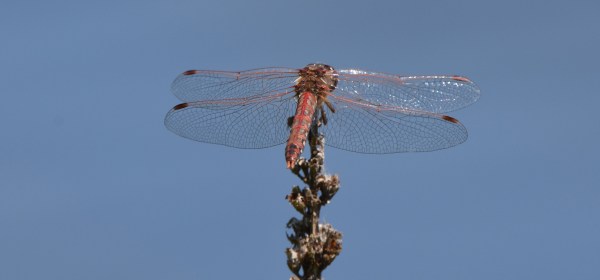 Dragonfly