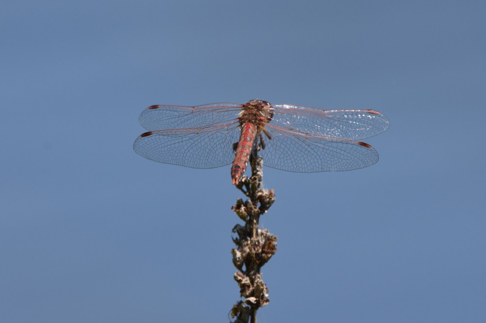 Dragonfly