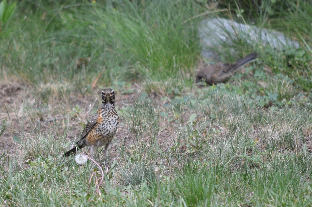 Juvenile American Robin