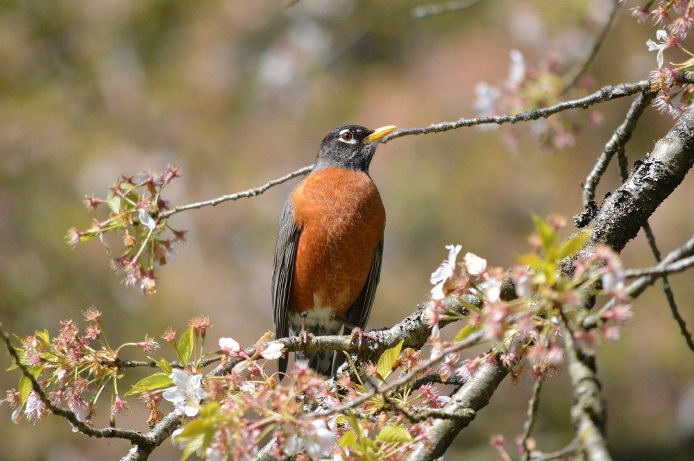 American Robin
