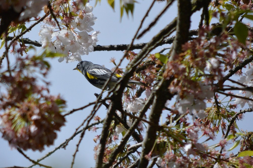 Yellow-rumped Warbler