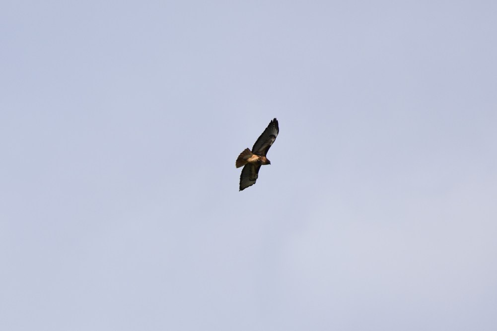 Red-tailed Hawk