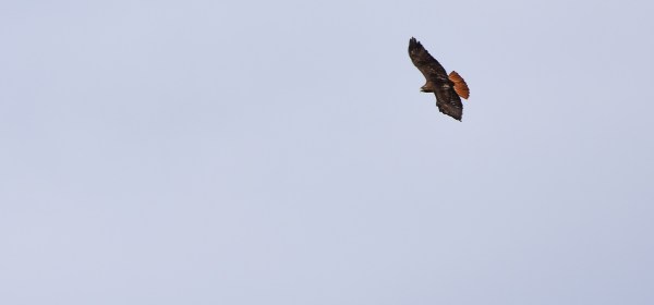 Red-tailed Hawk