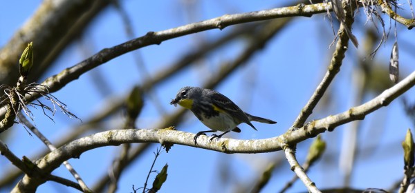 Yellow-rumped Warbler