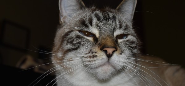 Rocky ~ tabby/siamese cross cat